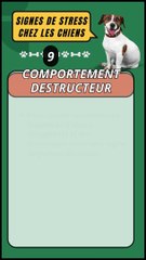  Comportement Destructeur chez les Chiens : Signe de Stress ?