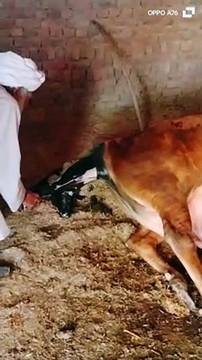 Cow given aa baby