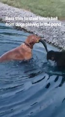 Dog Swims Through Pond to Retrieve Ball With Fish Still Stuck to it