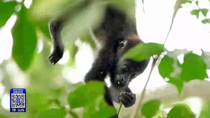 Lluvias salvan a la especie de monos saraguatos