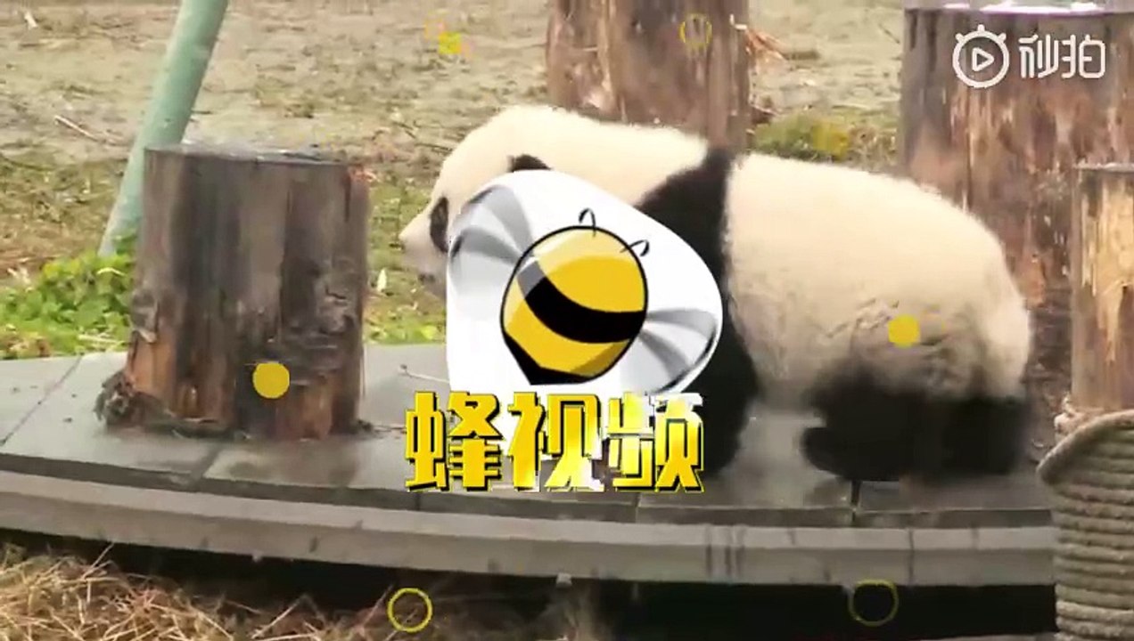ledattenhoahoa