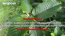 Jokowi Kumpulkan Menteri Bahas Kratom, Tanaman yang Disebut Mengandung Narkotika