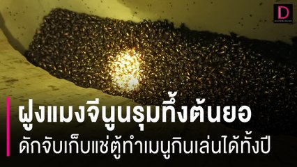 ฝูงแมงจีนูนรุมทึ้งต้นยอชาวบ้านดักจับเก็บแช่ตู้ทำเมนูกินเล่นได้ทั้งปี | HOTSHOT เดลินิวส์ 20/06/67