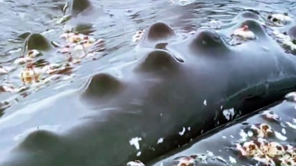 A Close Encounter with Humpback Whale at Antarctica Bay