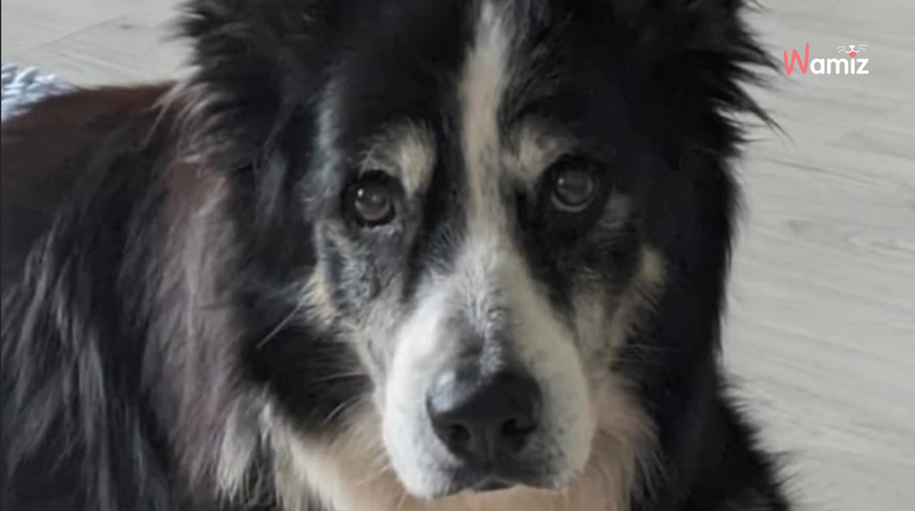 Hunde-Opa soll auf dem Balkon verenden, bis plötzlich ein Schutzengel angeflogen kommt