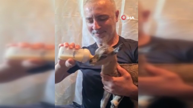 Doğada bitkin halde bulduğu dağ keçisi yavrusunu biberonla besledi