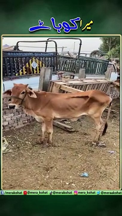 Qurbani Janwar
