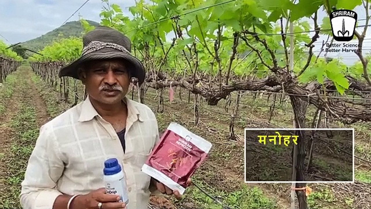 Nashik's Grape Growers Flourish with Shriram Reprozin + Zindrip