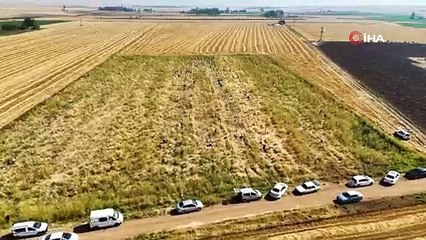 Mardin'de bedava hasat başladı, yüzlerce kişi tarlaya akın etti: Tam 15 dönüm!