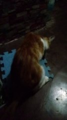 Orange cat