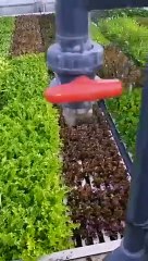 john nwankwo noko red bell pepper nursery