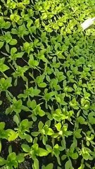 john nwankwo noko lettuce tour