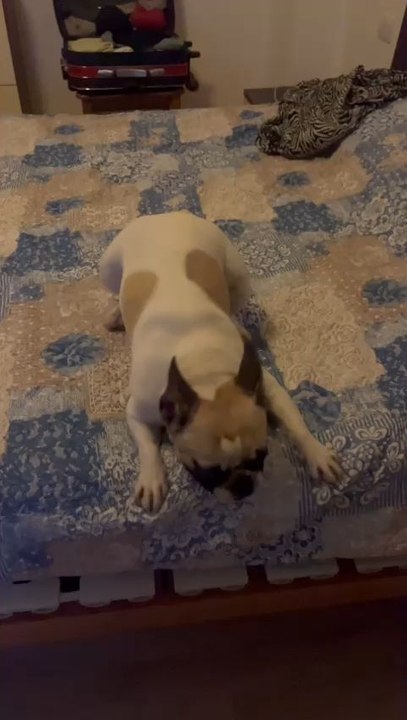 Luna ❤️ ( il cane di Rosy Martinez )