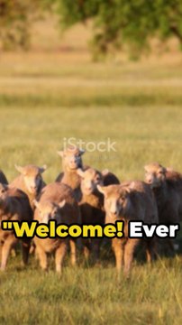 Top 3 Easiest Dog Breeds to Train in the World #dog