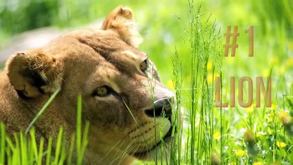 TOP 10 WILD ANIMALS - 4K - PEACEFUL ANIMALS MUST WATCH