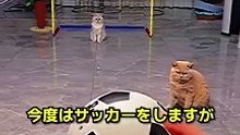 cats super man