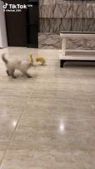 beautiful cat playing with 