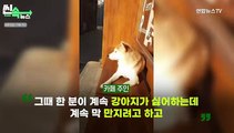 [씬속뉴스] 강아지 못 만지게 했다고 이러나?…남의 가게 앞 투척한 검은 봉지 속엔