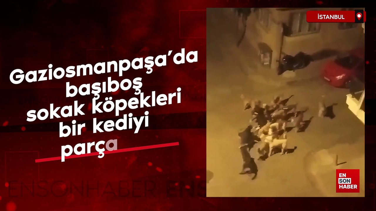 Gaziosmanpaşa'da başıboş sokak köpekleri, bir kediyi parçaladı