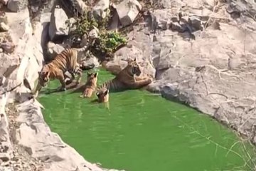 बाघिन ST-19 पानी में अठखेलियां करती आई नजर, देखें वीडियो