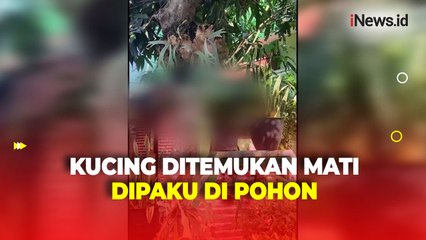 Keji! Kucing Dipaku di Pohon, Pelaku Ditetapkan Tersangka