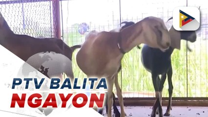 Temporary ban sa mga kambing mula U.S., ipapatupad kaugnay ng Q fever