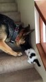 Helpful-Pup-Carries-Foster-Kittens-Upsta_23