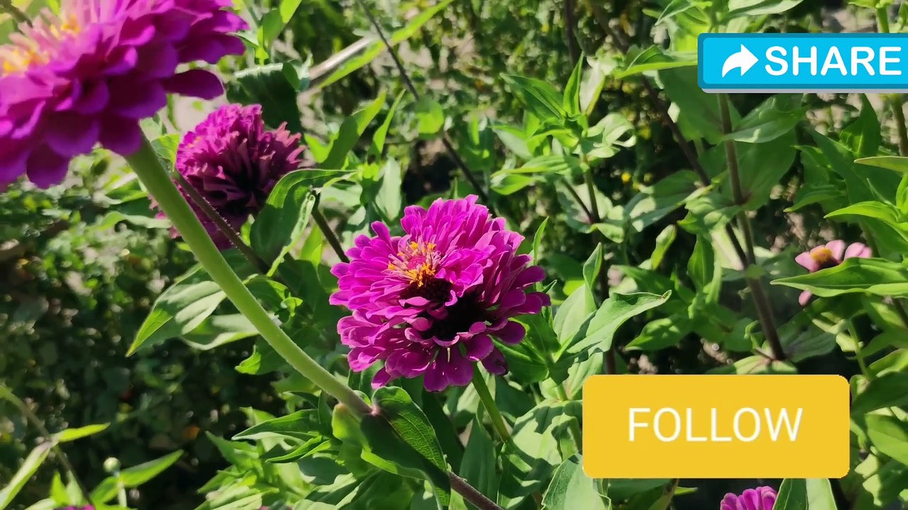 Top 10 Plants for Home Gardening | Best Indoor and Outdoor Plants