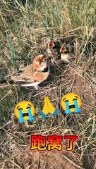 मारा बच्चा फोका हन मन जा का जल्दी खाना दाती होनmara bacha phoka han man jaka jaldi khana dati hon