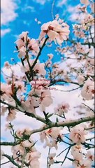 Islamic Quotes|| Allah Se Yaqeen Ke Sath... 