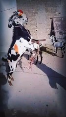 Eid UL Adha || Eid Mubarak #shorts #viral