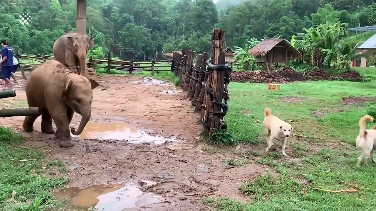 Cute And Funny Baby Elephant Videos Compilation