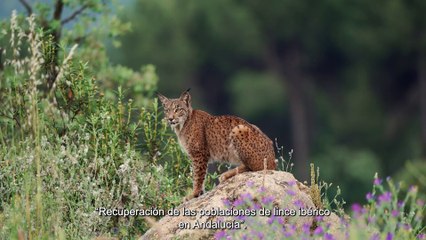 Vídeo de la Junta de Andalucía sobre el lince ibérico