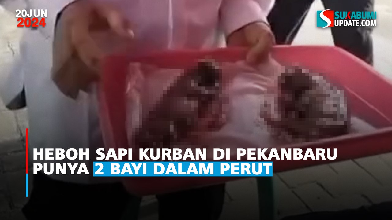 Heboh Sapi Kurban di Pekanbaru Punya 2 Bayi dalam Perut