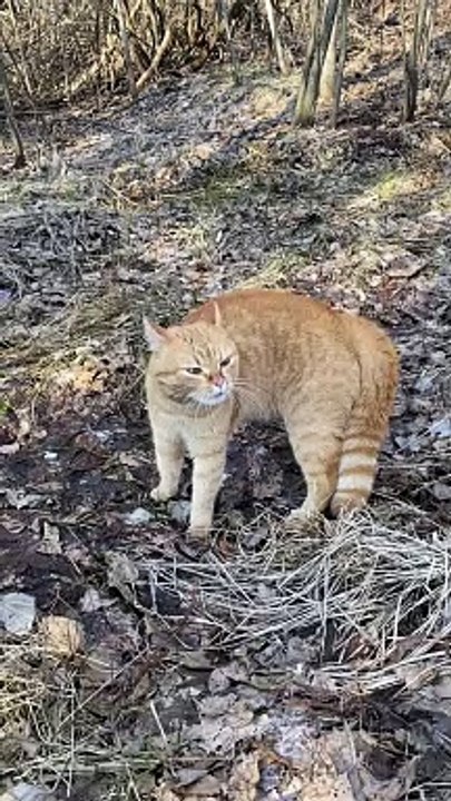 Cat video