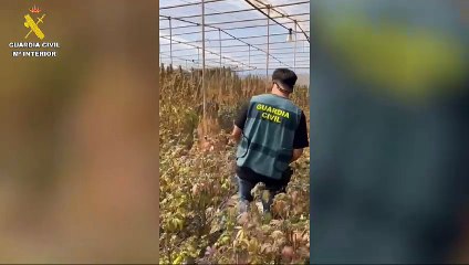 Incautan 900 plantan de marihuana "a punto de ser cortadas" en Tenerife