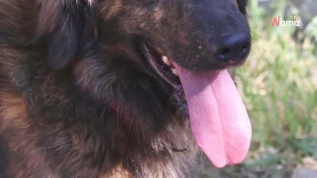 Ce chien de refuge aimerait s'approcher des humains... mais il n'y arrive pas !