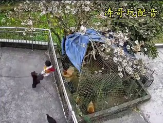 Çocukalarına saldıran horozu kesip yediler