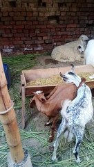 Cute goats for Eidul Adha
