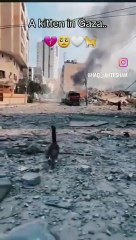 Weeping Cat in Gaza/Allah save everyone