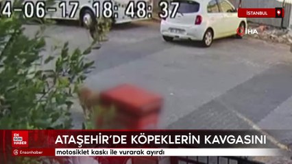 Ataşehir'de birbirine giren köpekleri kaskı ile vurarak ayırdı