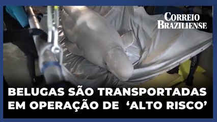 BELUGAS SÃO TRANSPORTADAS DE AVIÃO EM OPERAÇÃO DE 'ALTO RISCO' NA EUROPA