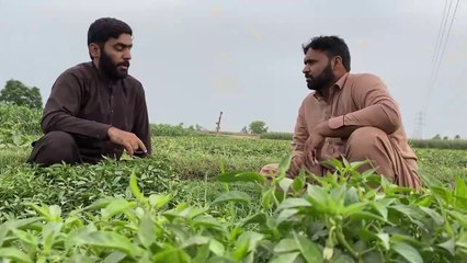 New Hindi Story 2024 Dailymotion,  Hindi Shorts Story, BWP Royals, || Awareness Message