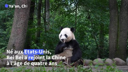 En Chine, des pandas géants nés à l'étranger réintroduits dans la nature