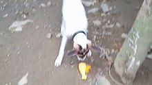 My New Pet