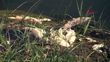 Kızılırmak’ta balık ölümleri tekrar başladı