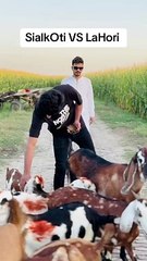 Sailkot VS Lahore on Bakar Eid