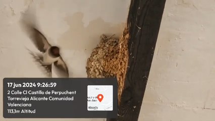 Un vídeo en el que la familia Wesenauer muestra varios nidos de golondrinas en Finca Langostina, junto a las obras.