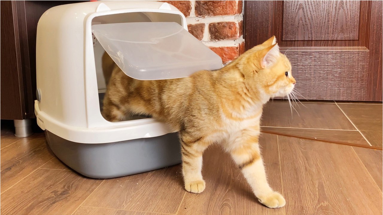 Gutes Geschäft: Katzentoiletten sollten nicht zu klein sein