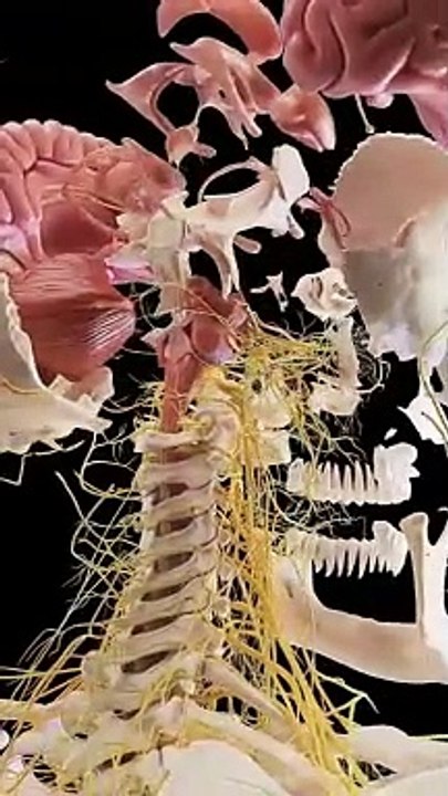 Human Body